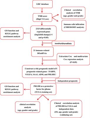 PRLHR Immune Genes Associated With Tumor Mutation Burden can be Used as Prognostic Markers in Patients With Gliomas